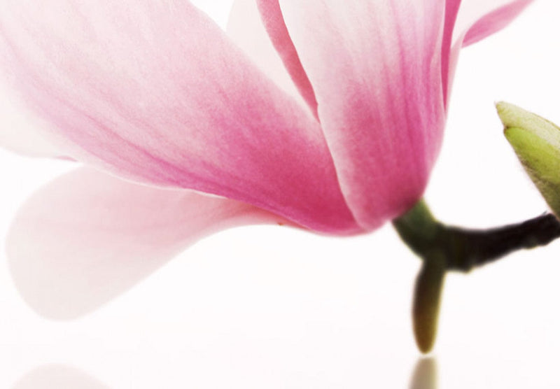 Glezna - Magnolijas rozā ziedi Home Trends