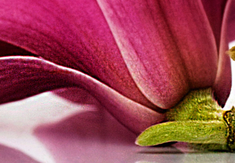 Glezna - Magnolijas rozā ziedi Home Trends