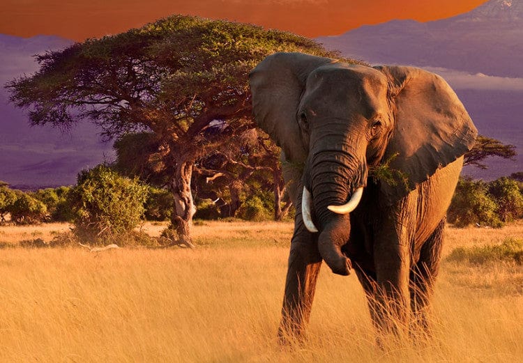 Glezna - March of african elephants Home Trends
