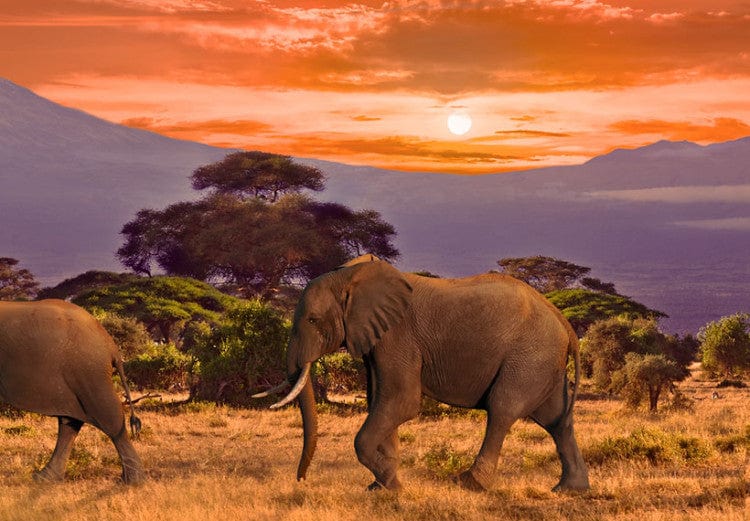 Glezna - March of african elephants Home Trends