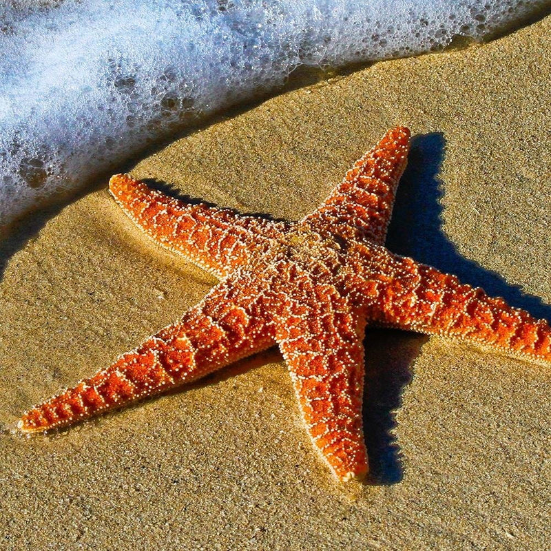 Kanva - Orange Starfish  Home Trends DECO