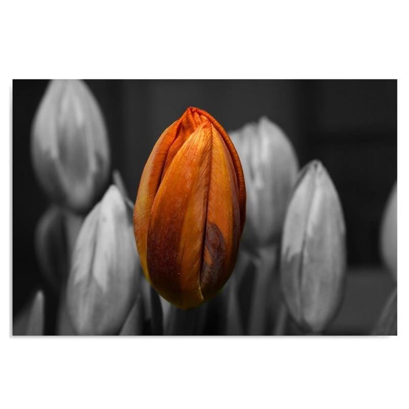 Kanva - Orange Tulip  Home Trends DECO