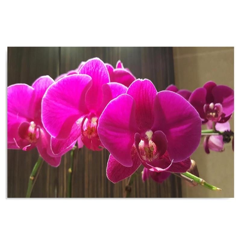 Kanva - Orchids 4  Home Trends DECO