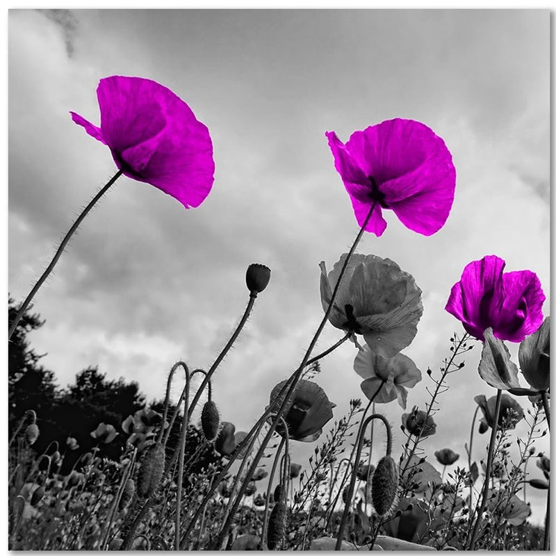 Kanva - Purple Poppy Flowers  Home Trends DECO