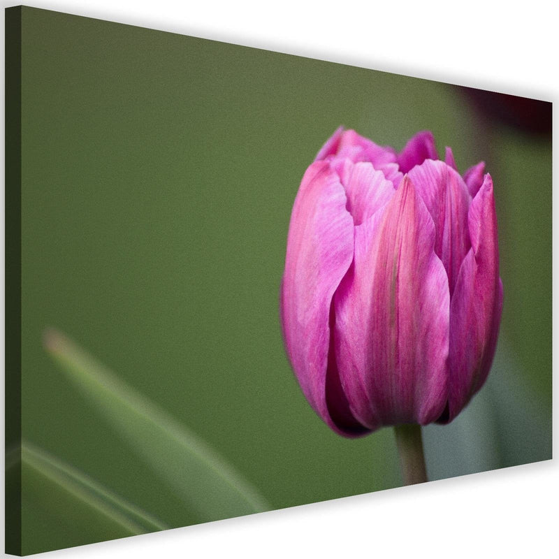 Kanva - Purple Tulip  Home Trends DECO