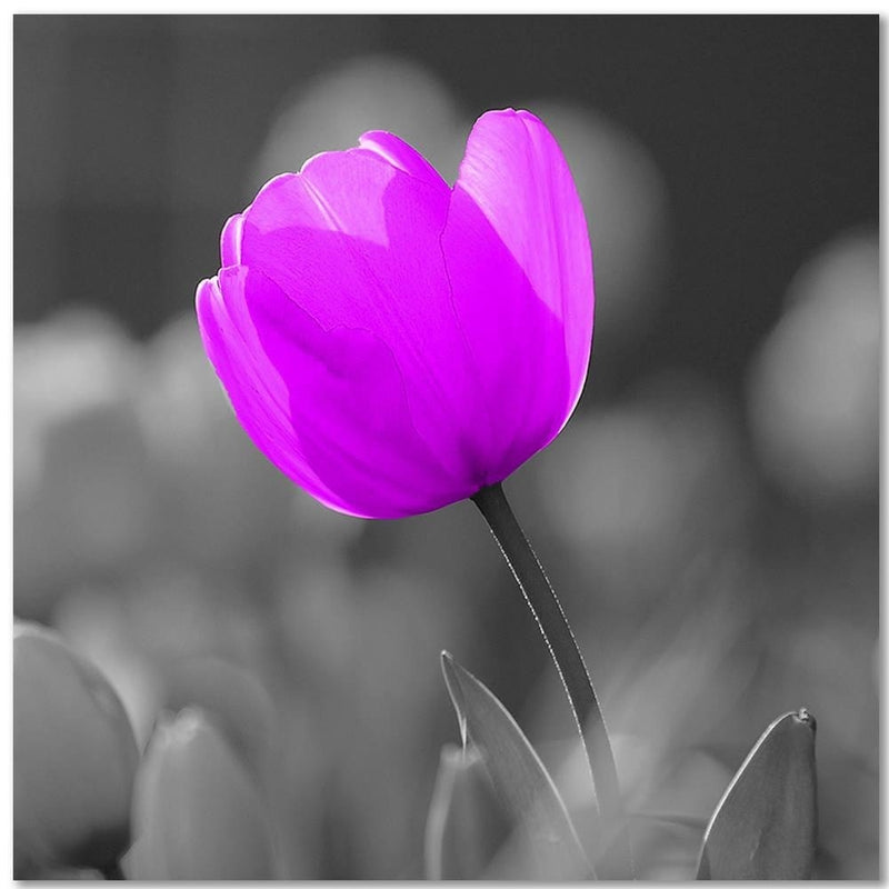 Kanva - Purple Tulip  Home Trends DECO
