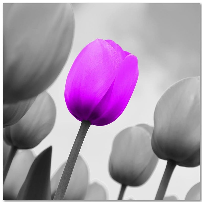 Kanva - Purple Tulip In Gray  Home Trends DECO