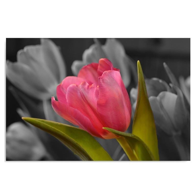 Kanva - Red Tulip  Home Trends DECO