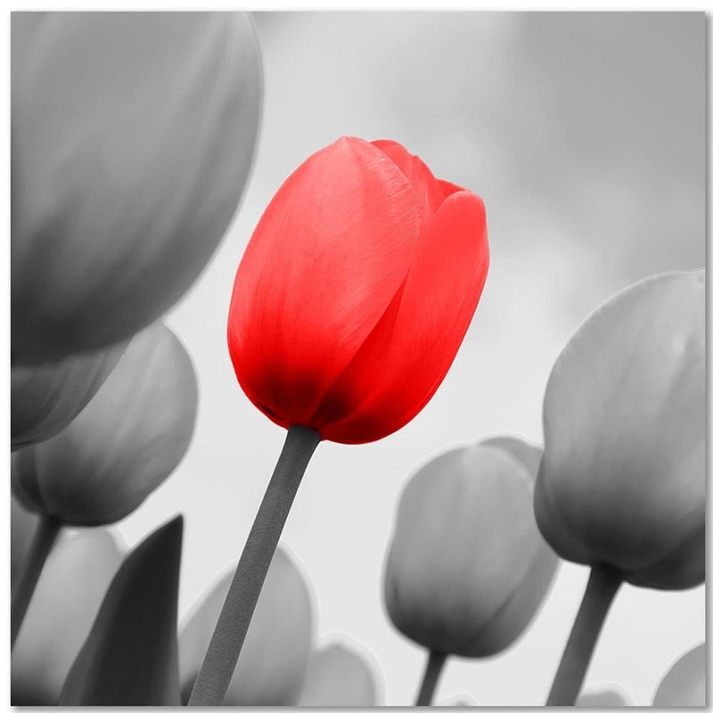 Kanva - Red Tulip In Gray  Home Trends DECO