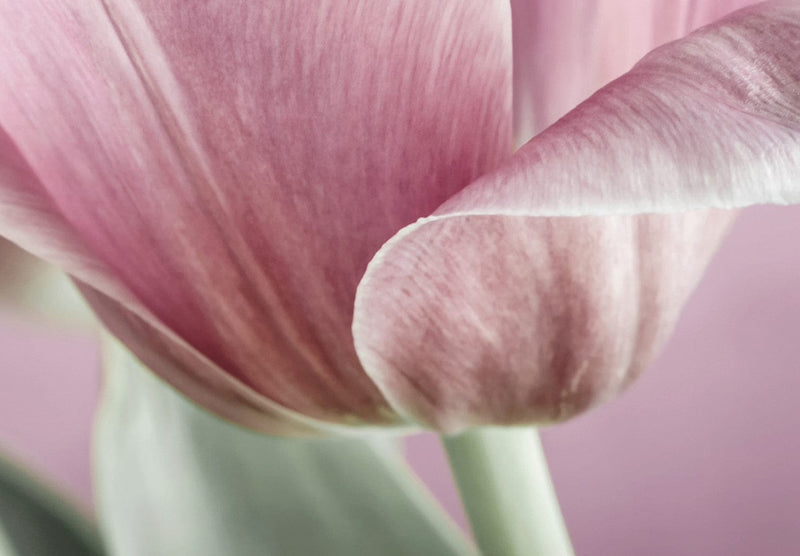 Kanva - Romantic Tulips Home Trends