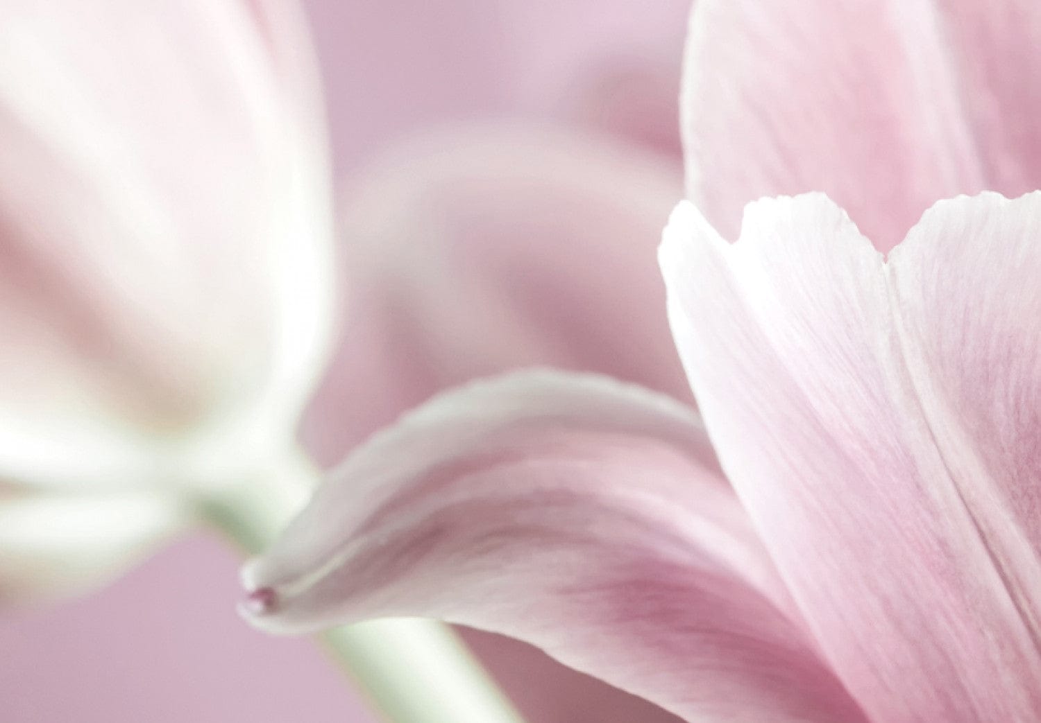 Glezna - Romantic Tulips Home Trends