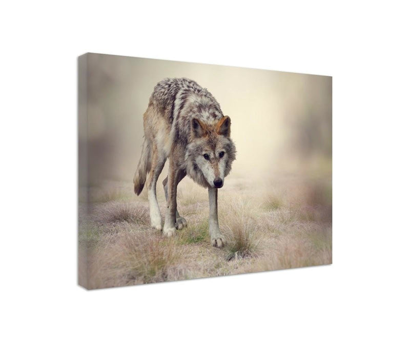 Kanva - Stalking Wolf  Home Trends DECO