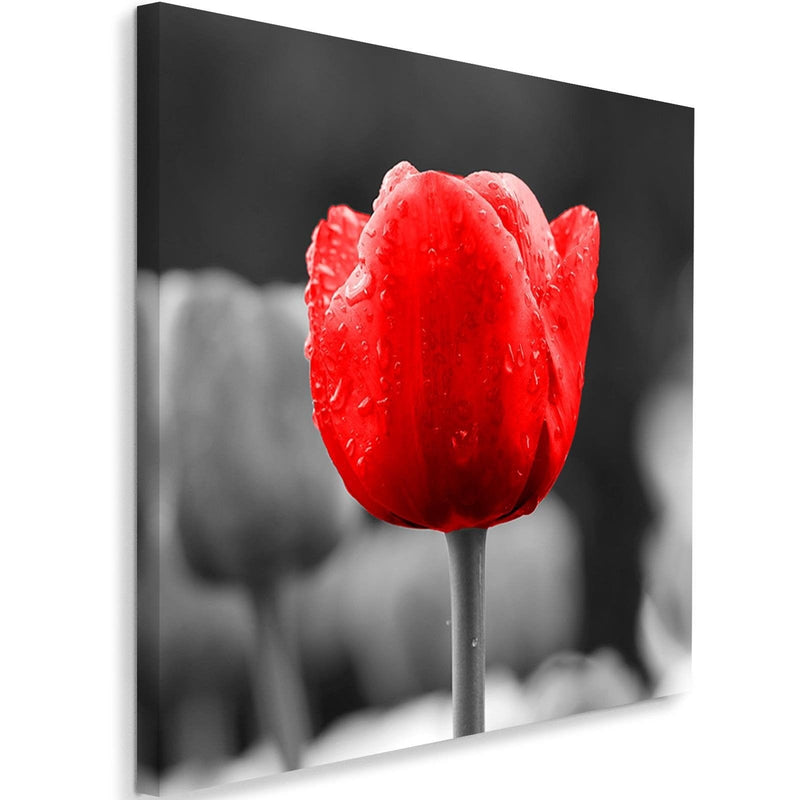 Kanva - Tulip In Red  Home Trends DECO