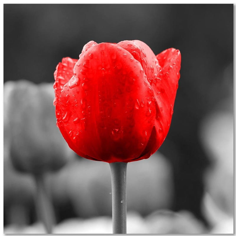 Kanva - Tulip In Red  Home Trends DECO