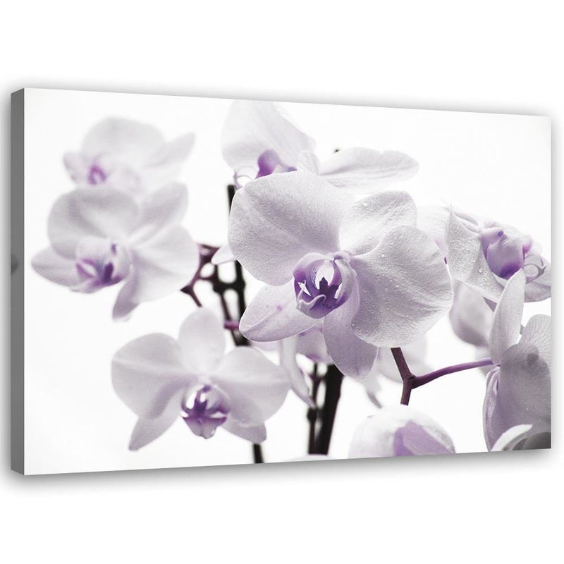 Kanva - White Orchid 3  Home Trends DECO