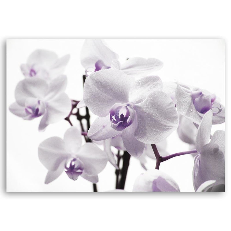 Kanva - White Orchid 3  Home Trends DECO