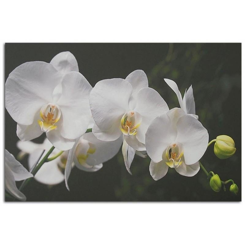 Kanva - White Orchids  Home Trends DECO