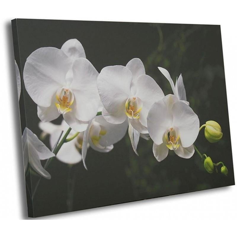 Kanva - White Orchids  Home Trends DECO