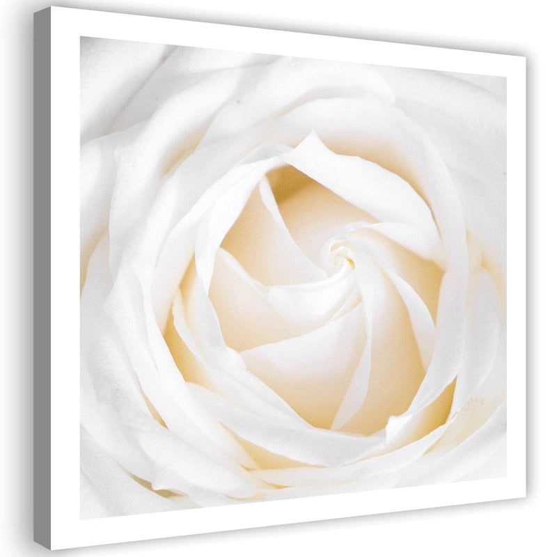 Kanva - White Rose 2  Home Trends DECO