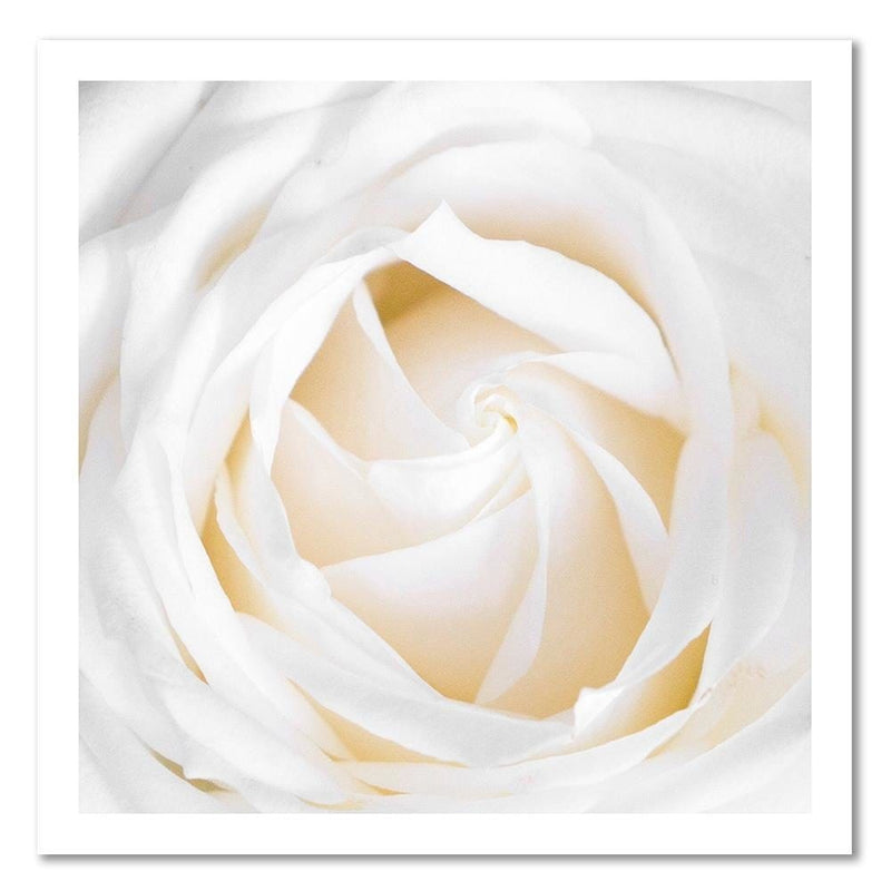 Kanva - White Rose 2  Home Trends DECO