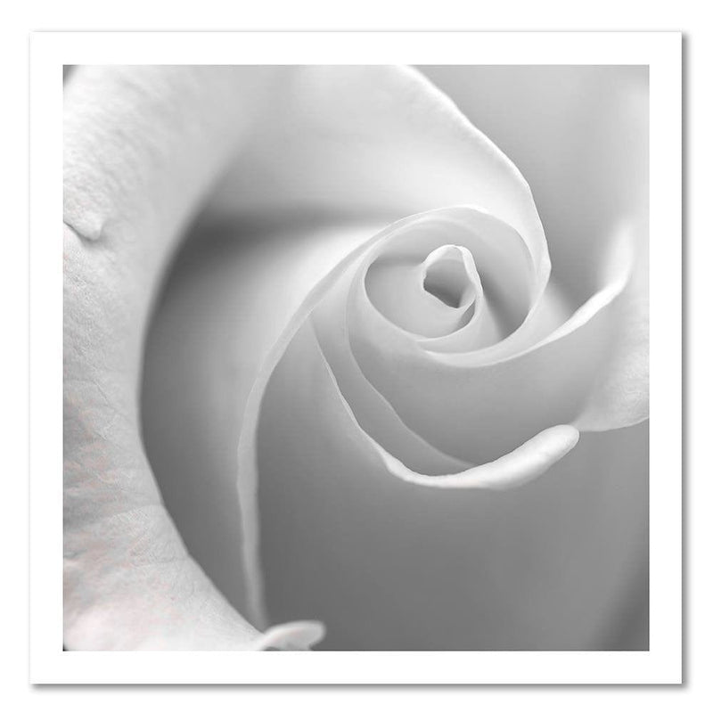 Kanva - White Rose  Home Trends DECO