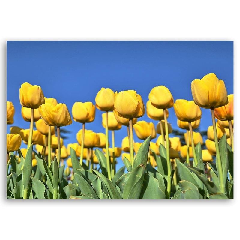 Kanva - Yellowe Flowers  Home Trends DECO