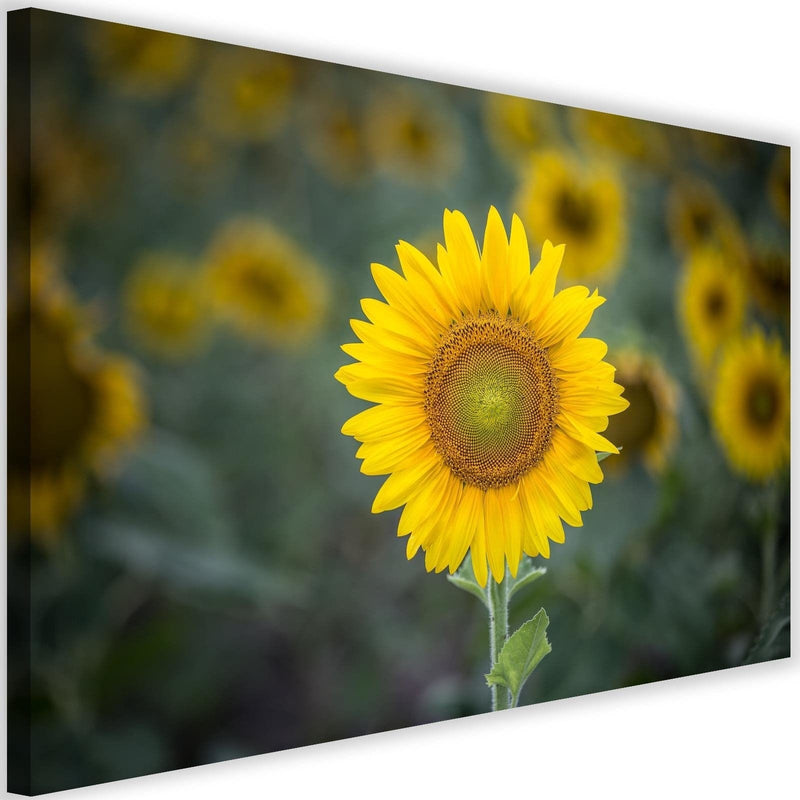Kanva - Young Sunflower  Home Trends DECO