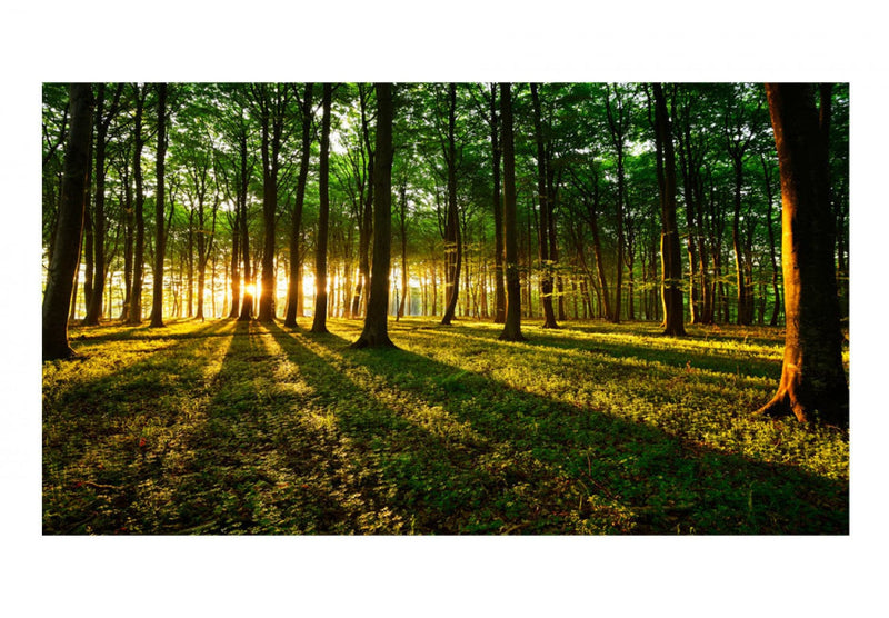 Lielas fototapetes ar meža skatu - Mistisks rīts II 500x280 E-interjers.lv