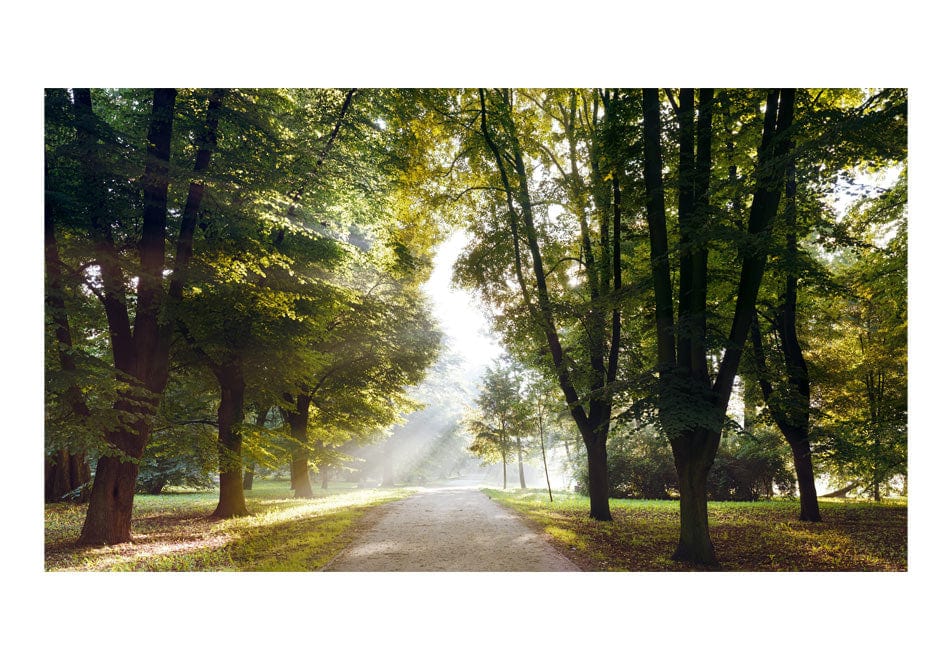 Lielas fototapetes ar meža skatu - Rīta pastaiga II E-interjers.lv