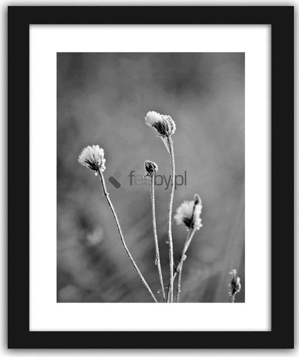 Picture in frame ZERO, Frost on the plants  Home Trends