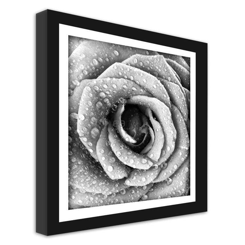 Picture in frame ZERO, Rose in dew black and white  Home Trends
