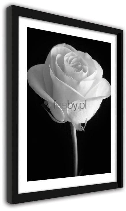 Picture in frame ZERO, The flower of the white rose  Home Trends