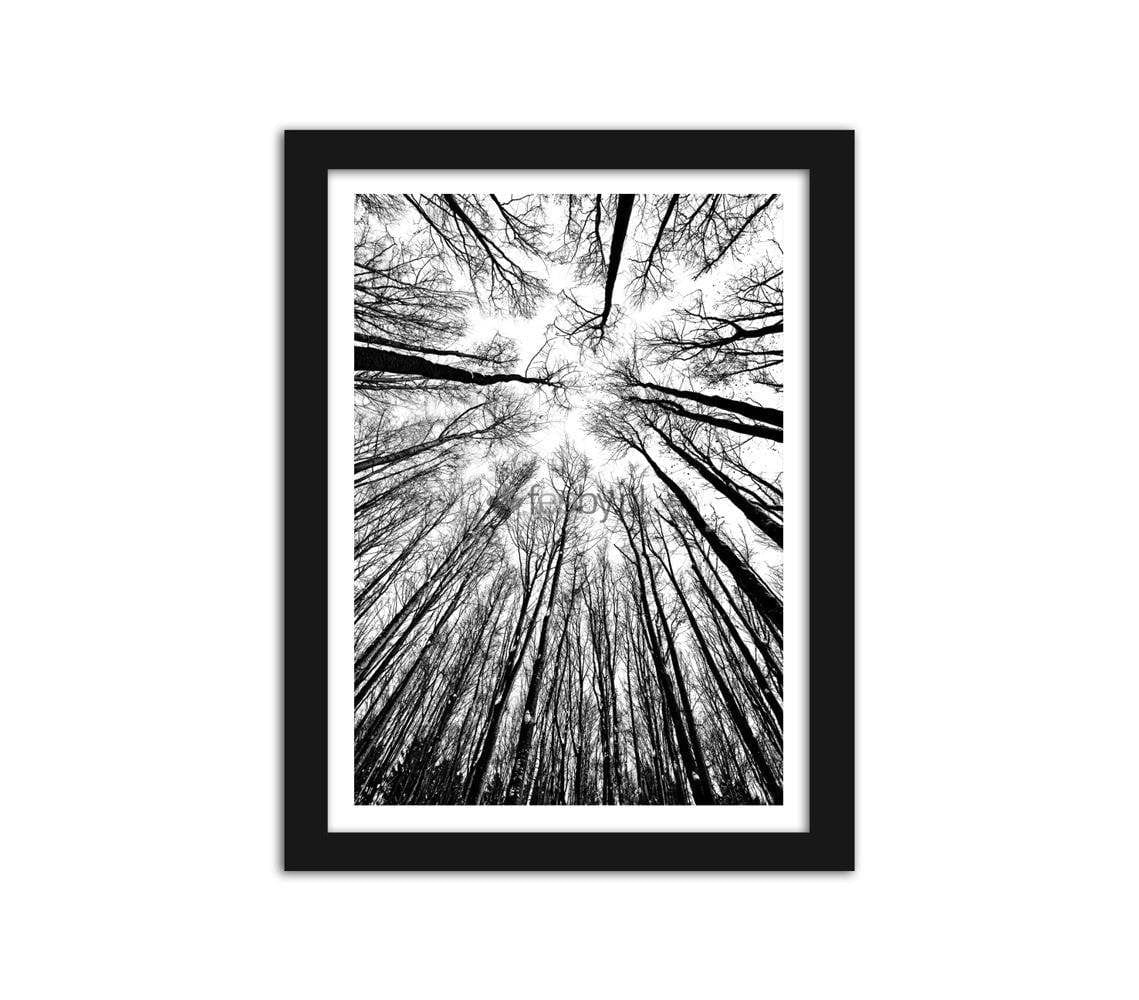 Picture in frame ZERO, The forest  Home Trends