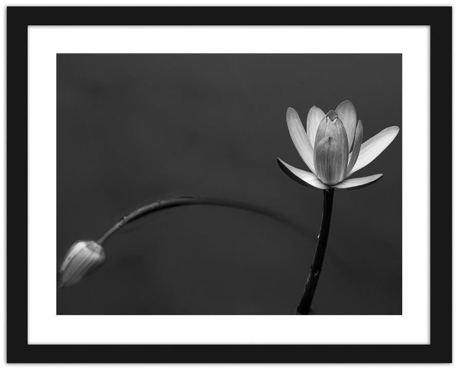 Picture in frame ZERO, White flower 2  Home Trends