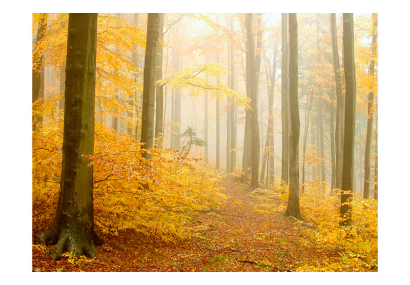 Fototapetes ar meža skatu - Mežs - rudens