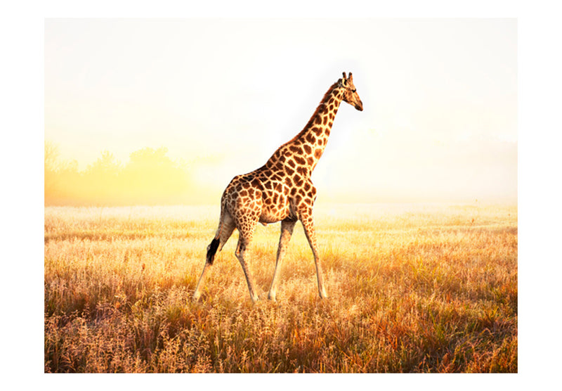 Fototapetes - Pastaiga ar žirafi