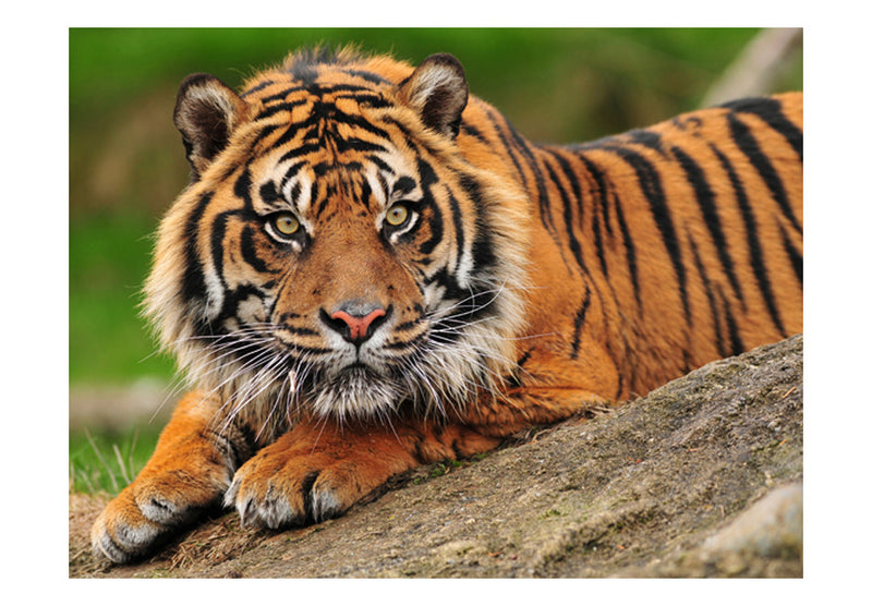 Fototapetes - Sumatras tīģeris