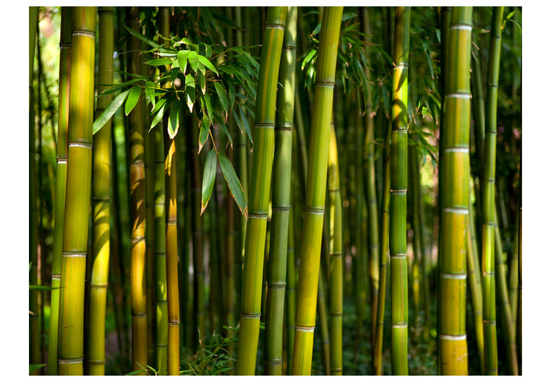 Fototapetes - Āzijas bambusa mežs