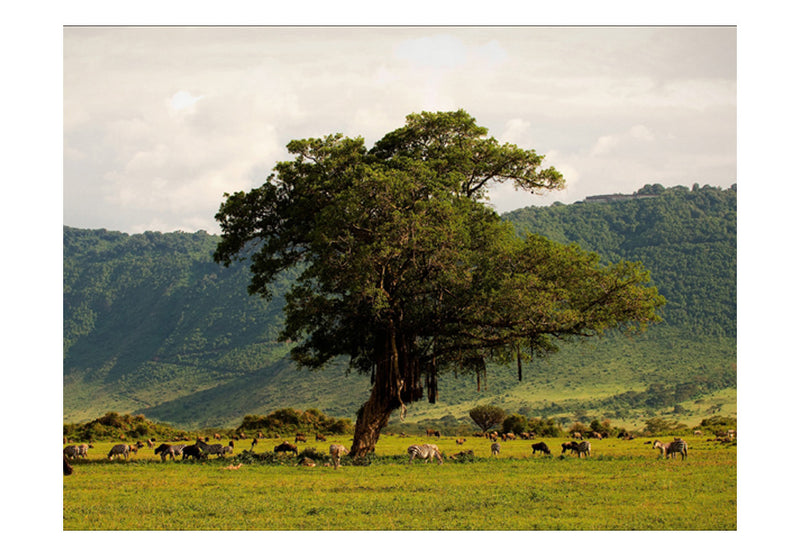 Fototapetes ar meža skatu - Ngoro ngoro krāterī