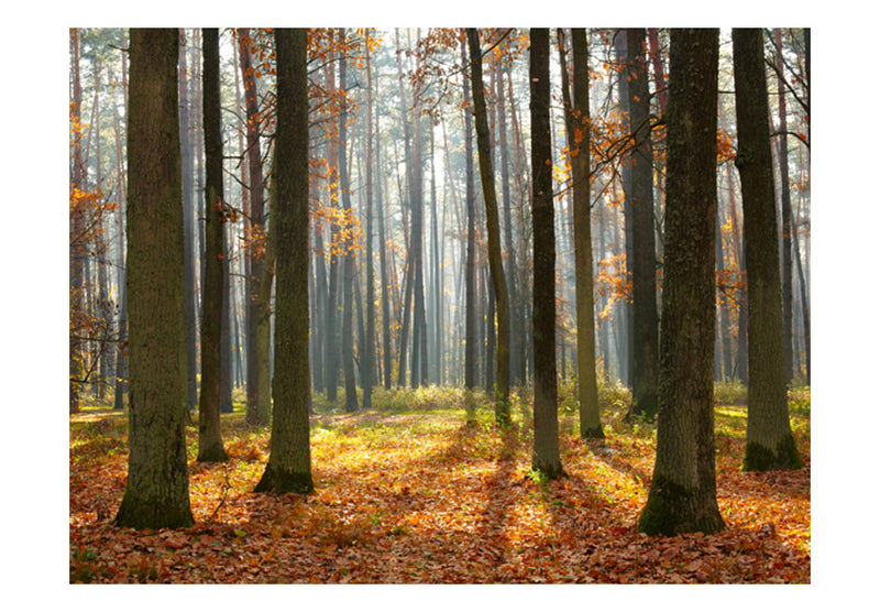 Fototapetes ar meža skatu - Rudens koki