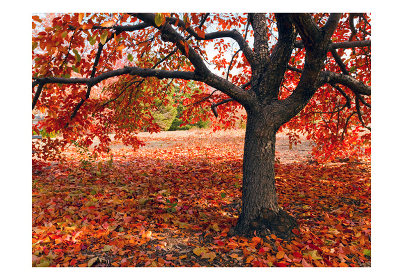 Fototapetes ar meža skatu - Koks rudenī
