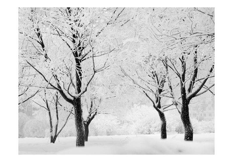 Fototapetes ar mežu - Koki - ziemas ainava