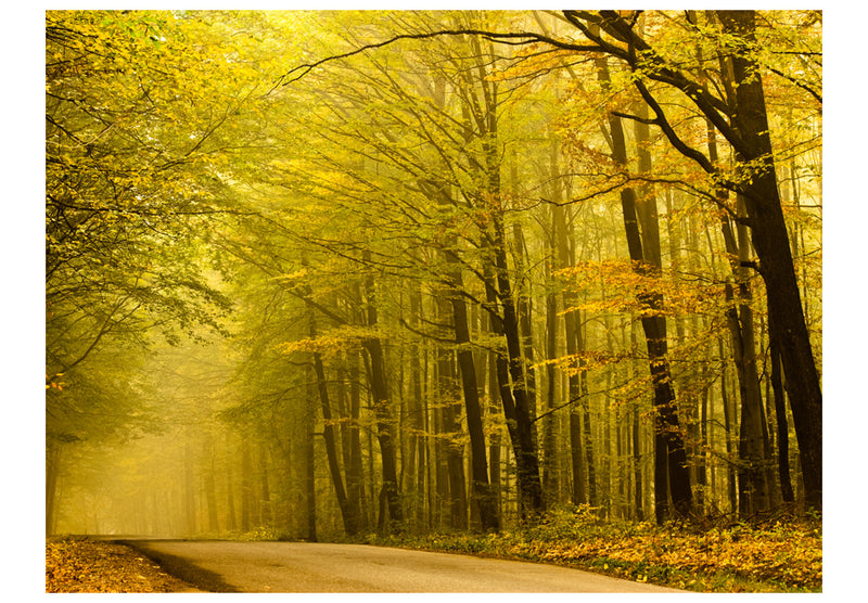Fototapetes ar mežu - Ceļš rudens mežā