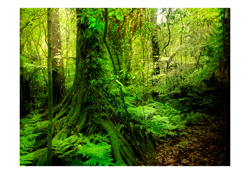 Fototapetes ar mežu - Džungļi