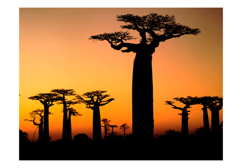 Fototapetes - Āfrikas baobabu koki