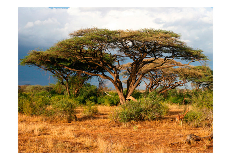 Fototapetes - Samburu nacionālais rezervāts, Kenija