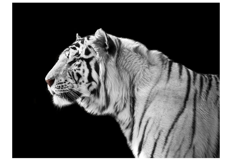 Fototapetes - Baltais tīģeris