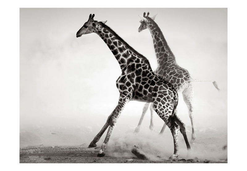 Fototapetes - Žirafes