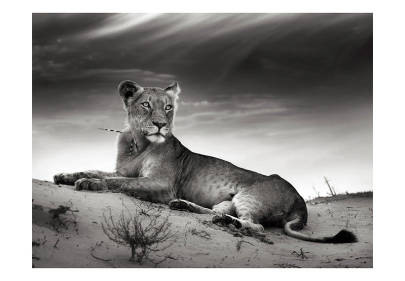 Fototapetes - Melnā un baltā lauvene