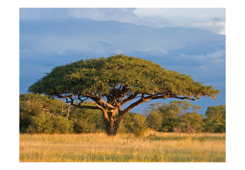 Fototapetes - Āfrikas akācijas koks, Hvanges nacionālais parks, Zimbabve